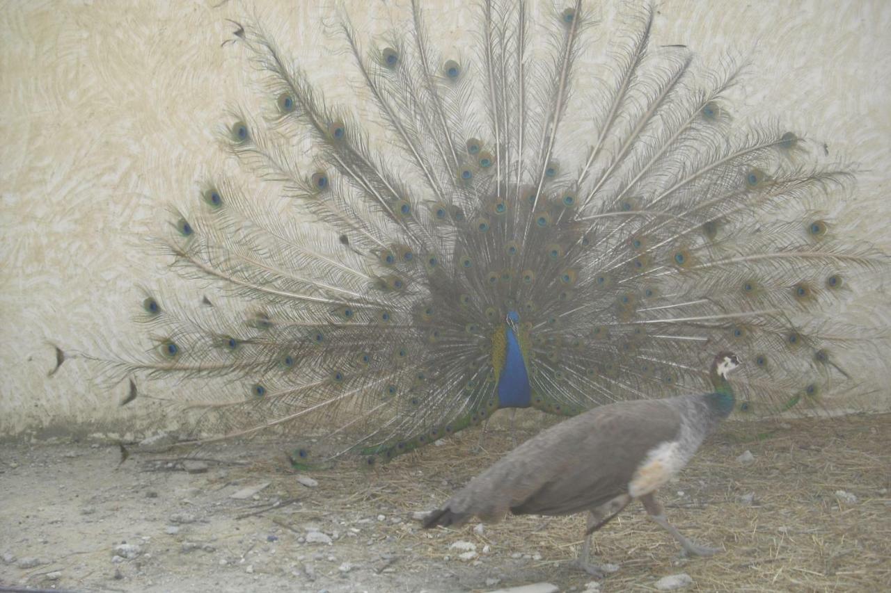 Lou Mas Li Pitchoun "Le Luberon " Gordes Exterior foto